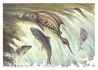 Salmon run